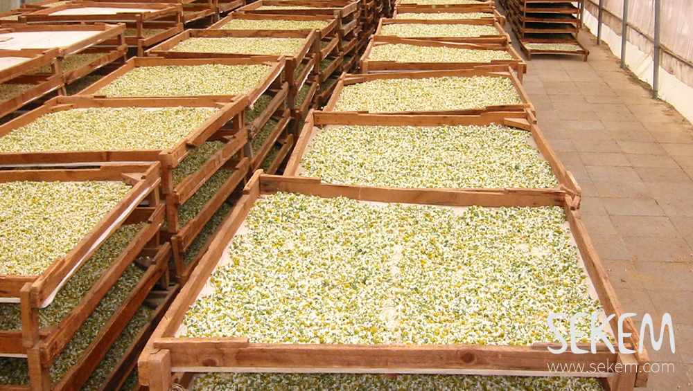 Drying chamomile for SEKEMs company Lotus. 