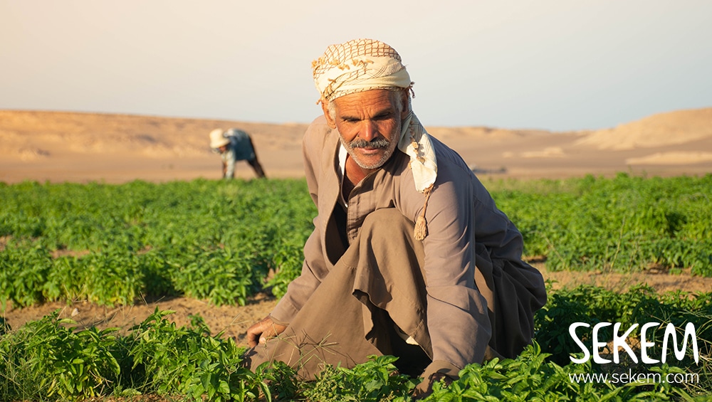 Mit Landwirtschaft für den Klimaschutz: Konzept für COP27